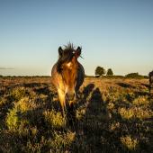 New Forest