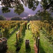 Sharpham Vineyard, Trek and Taste 