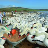 Abbotsbury Swannery & Subtropical Gardens