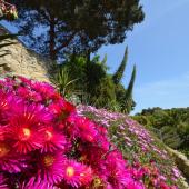 Ventnor Botanic Garden & Tea at The Royal