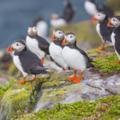 Farne Islands