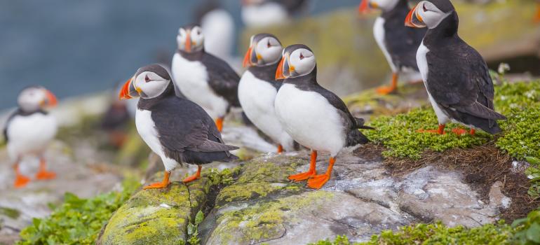 Puffins at The Farne Islands
