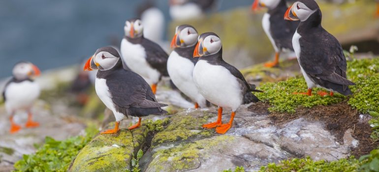Farne Island puffins from Port of Tyne and Berwick-upon-Tweed.