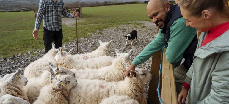 Immerse yourself in stories of four generations of hill farming in this unique part of the world.

Stand in the field beside Jamese and discover how, with a whistle, a whisper or a gesture, he can direct his highly trained working dogs to herd herd a flock of remarkably well-behaved sheep.
Help Jamese open gates and lead the flock into traditional wooden pens. Breathe in the scent of fresh mountain air and reach over to touch the sheep, their springy wool like candy floss.