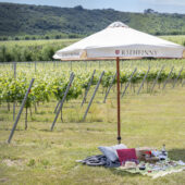 Sussex Vineyard Experience